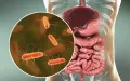 Кишечная палочка (Escherichia coli) на фоне желудочно-кишечного тракта человека, где она обитает