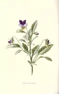 Анютины глазки (Viola tricolor). Ботаническая иллюстрация