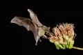 Ночное кормление летучей мыши (Leptonycteris curasoae) на цветках агавы