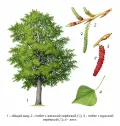Тополь чёрный (Populus nigra)