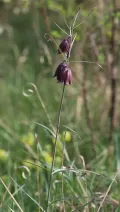 Рябчик русский (Fritillaria ruthenica). Общий вид
