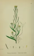 Желтушник левкойный (Erysimum cheiranthoides). Ботаническая иллюстрация