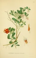 Брусника (Vaccinium vitis-idaea). Ботаническая иллюстрация