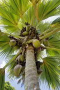 Сейшельская пальма (Lodoicea maldivica) с плодами