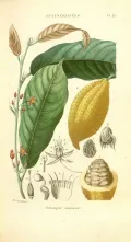 Какао (Theobroma сасао). Ботаническая иллюстрация