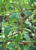 Берёза Шмидта (Betula schmidtii). Серёжки