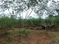 Кусты горького маниока на чагре. Парк коренных народов Шингу, община ваура Пиюлага (Бразилия). 2013