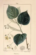 Липа европейская (Tilia × europaea). Ботаническая иллюстрация