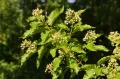 Клён татарский (Acer tataricum). Соцветия