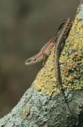 Живородящая ящерица (Lacerta vivipara). Общий вид