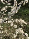 Алыча (Prunus cerasifera). Цветки