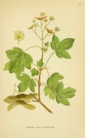 Клён полевой (Acer campestre). Ботаническая иллюстрация