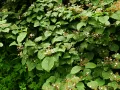 Калина Райта (Viburnum wrightii)