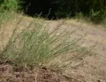 Полынь полевая (Artemisia campestris)