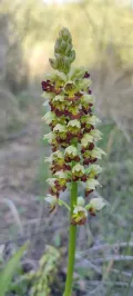 Ятрышник мелкоточечный (Orchis punctulata). Соцветие