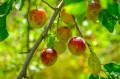 Симптомы вируса на плодах и листьях сливы