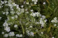 Астра ивовая, симфиотрихум ивовый (Symphyotrichum × salignum, Aster × salignus)