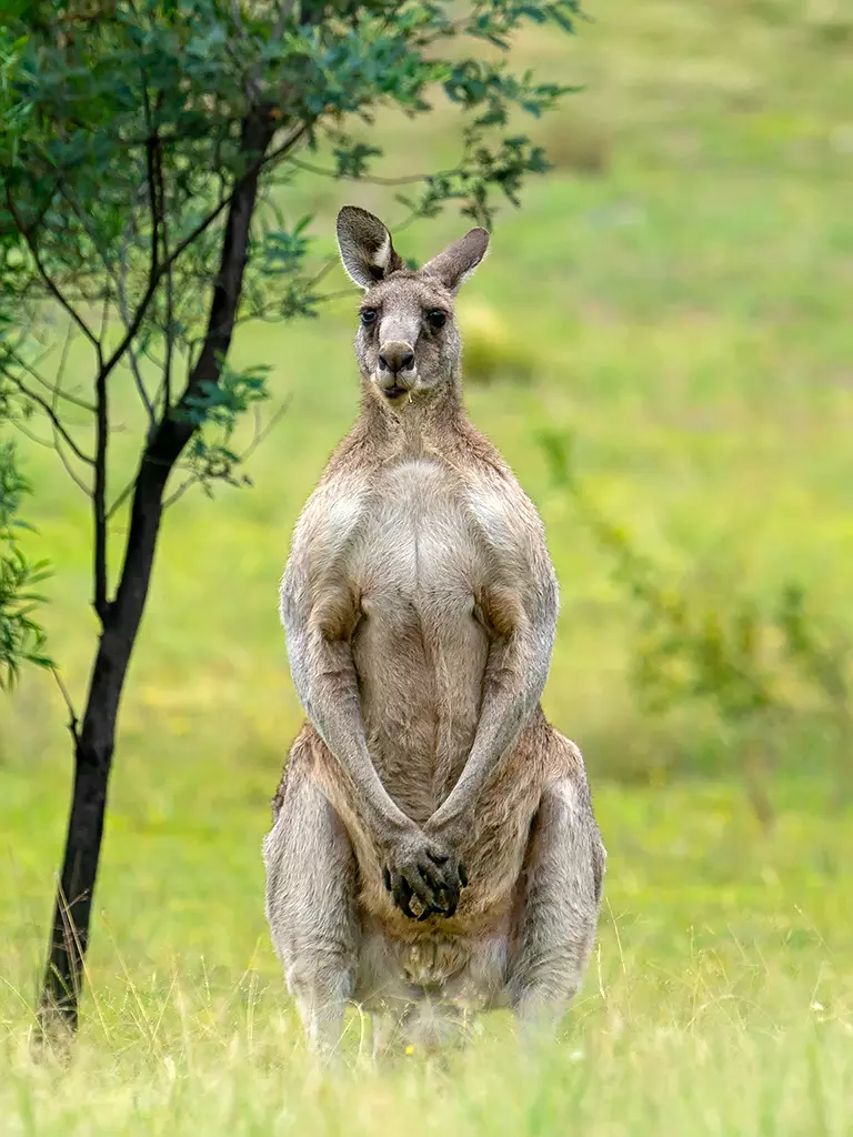 Спаривание кенгуру. Кенгуру Грея. Низкорослая животное из семейства кенгуровых. ВАЛАКАС кенгуру.