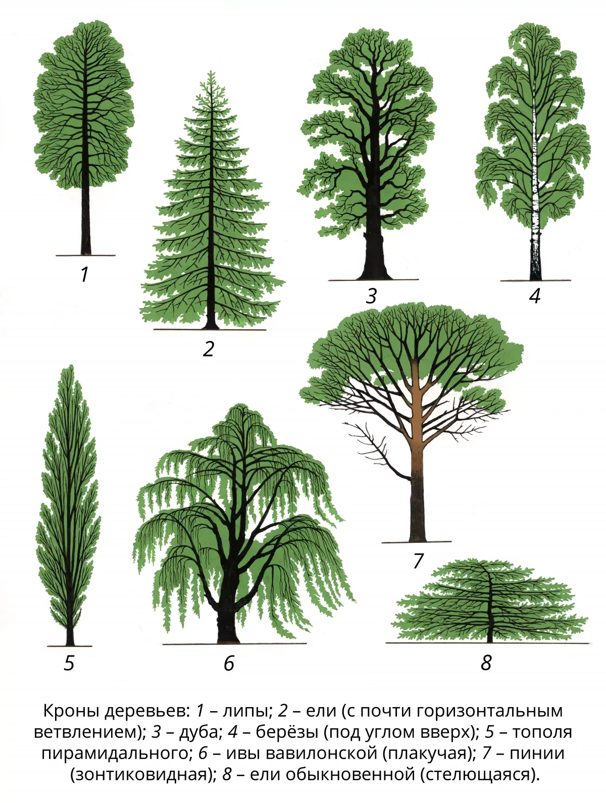 B деревья примеры. Крона дендрология. Лиственные деревья для детей. Деревья разных пород. Лиственные деревья для дошкольников.