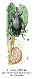 Обыкновенный свекловичный долгоносик и его личинка