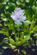 Эйхорния толстоножковая (Eichhornia crassipes)