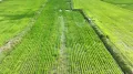 Распыление удобрения на рисовом поле с помощью тяжёлого сельскохозяйственного дрона