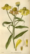 Гелениум осенний (Helenium autumnale)