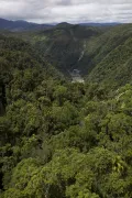 Тропический лес (Квинсленд, Австралия)