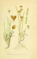 Шейхцерия (Scheuchzeria). Ботаническая иллюстрация