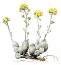 Полынь сенявинская (Artemisia senjavinensis)