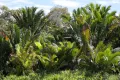 Саговые пальмы настоящие (Metroxylon sagu)