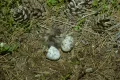 Обыкновенный козодой (Caprimulgus europaeus). Птенец и яйцо