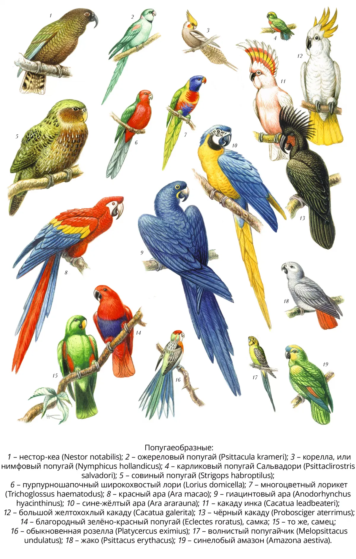 попугаеобразные отряды птиц