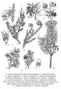 Вересковые (Ericaceae)