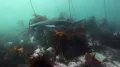 Плоскоголовая семижаберная акула (Notorynchus cepedianus) в движении