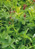Сабельник болотный (Comarum palustre)
