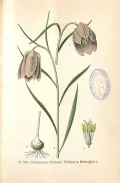 Рябчик шахматный (Fritillaria meleagris). Ботаническая иллюстрация
