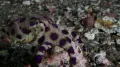 Большой синекольчатый осьминог (Hapalochlaena lunulata) в движении