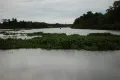 Дельта реки Ориноко (штат Дельта-Амакуро, Венесуэла)