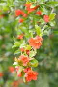 Гранат обыкновенный (Punica granatum). Цветущая ветвь