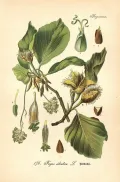 Бук лесной (Fagus sylvatica). Ботаническая иллюстрация