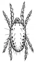 Садовый паутинный клещ (Eotetranychus pruni)