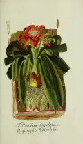 Гузмания. Guzmania Lingulata. Ботаническая иллюстрация