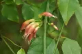 Халлерия блестящая (Halleria lucida). Цветки