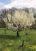 Алыча (Prunus cerasifera). Цветущее дерево