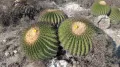 Эхинокактус плоскоколючковый (Echinocactus platyacanthus)