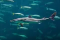 Обычная колючая акула (Squalus acanthias)