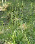 Офрис насекомоносная (Ophrys insectifera). Общий вид