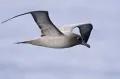Светлоспинный дымчатый альбатрос (Phoebetria palpebrata)