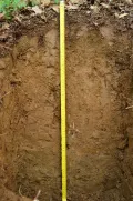 Коричневая почва на известняковом массиве Ашламалык (городской округ Феодосия, Республика Крым, Россия)